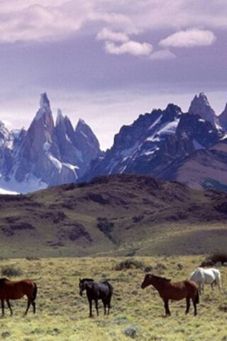 Horses