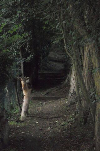 Enchanted Pathway Through the Woods 🌲✨
