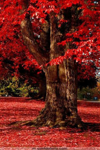 Autumn's Fiery Embrace: The Red Oak
