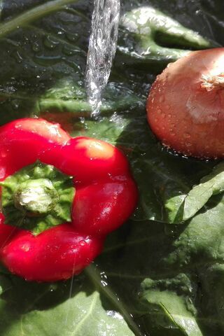 Fresh Harvest: Nature's Bounty 🌱🍅