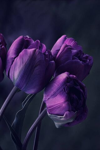 Whispers of the Night: Enchanted Tulips 🌌🌷