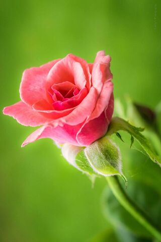 Blushing Beauty: The Ro..
