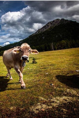 Moooo-ving Through Nature's Beauty 🐄🌄