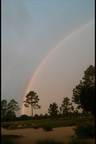 A Colorful Thank You: Nature's Gift 🌈