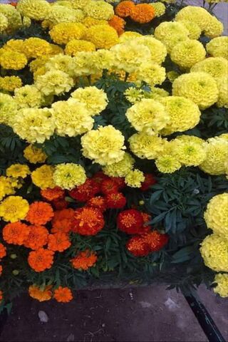 Amor in Bloom: A Floral Embrace 🌼❤️