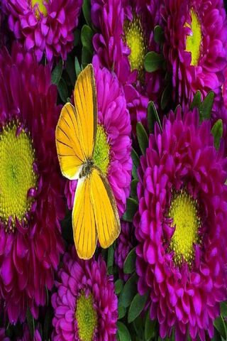 Flower N Butterfly