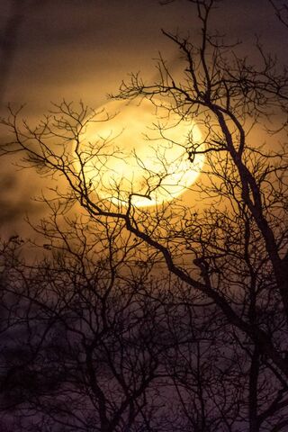 Whispers of the Moon 🌙✨