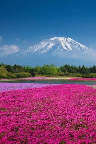 Blossoms Beneath the Majestic Fuji 🌸🏔️