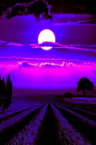 Mystical Moonlit Dreams 🌙✨