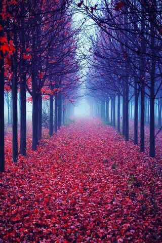 Autumn's Embrace 🍂✨