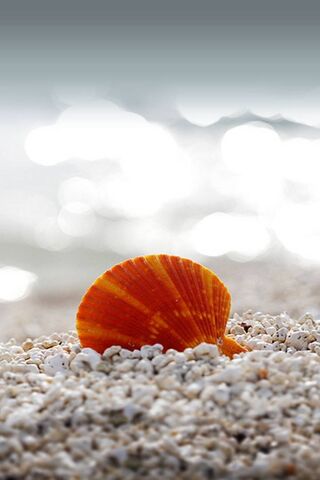 Sunset Glow: The Beauty of a Sea Shell 🌅🐚