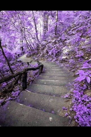 Whispers of Love in Lavender