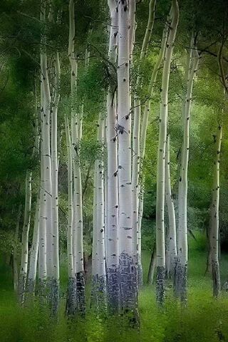 Whispering Woods: The Elegance of White Birch 🌳✨