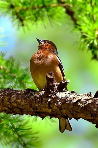 Whispers of the Forest: Little Birds in Harmony 🐦🌳