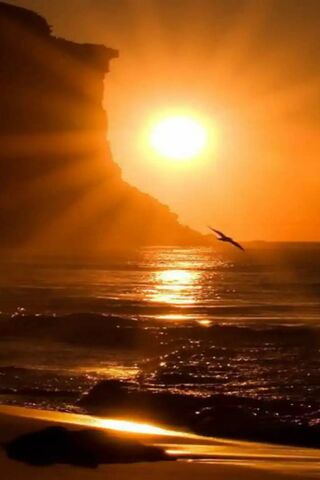 Seagull at Sunset: A Dance of Light and Freedom 🌅🕊️