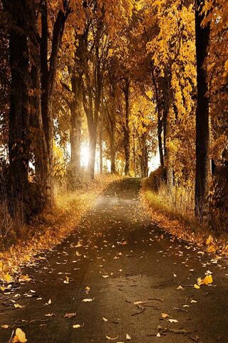 Autumn's Embrace: A Jou..