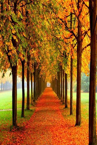 Autumn Path