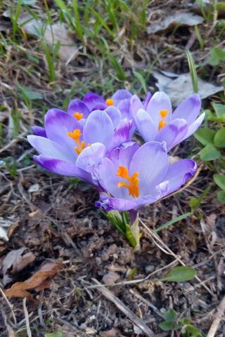 Spring Awakening: A Blooming Delight 🌸
