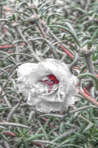 Whito Rosy: A Blooming Wonder 🌸✨