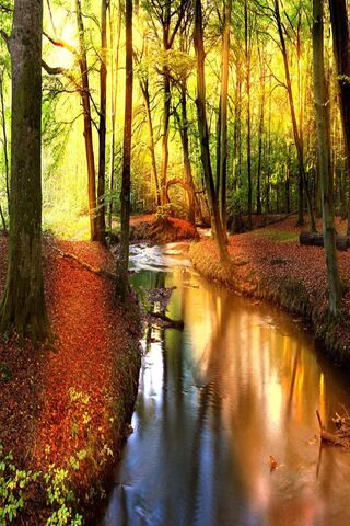 Autumn's Golden Embrace 🍂✨