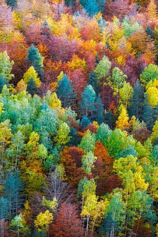 Autumn's Embrace in the..