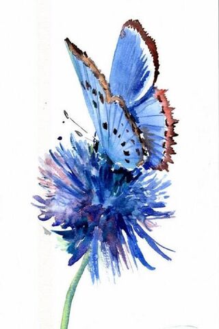 Whispers of the Cornflower 🌸🦋