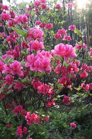 Radiant Azalea Blooms in Nature's Embrace 🌸✨