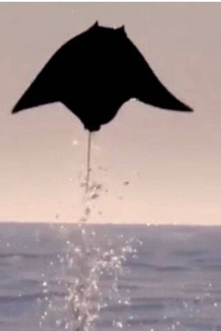 Manta