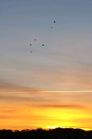 Dawn's Dance: A Flock in Flight 🌅🕊️