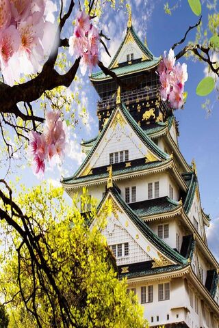 Blossoms and Battlements: A Glimpse of Japan's Heritage 🌸🏯