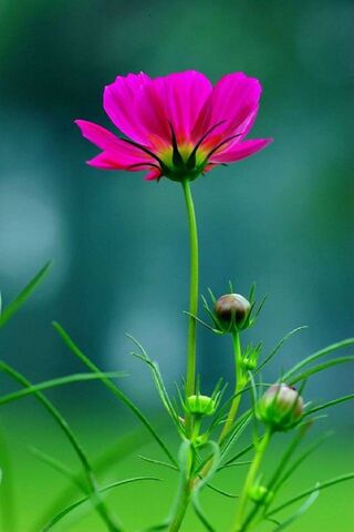 Blossoming Beauty: The ..