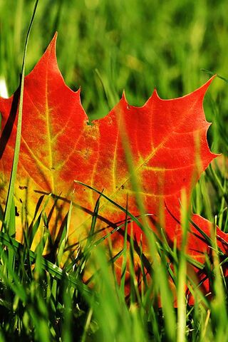 Crimson Whispers of Autumn 🍂