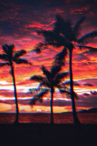 Palmeras
