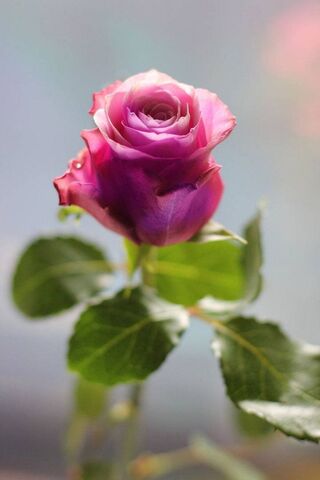 Whispers of a Rose 🌹✨