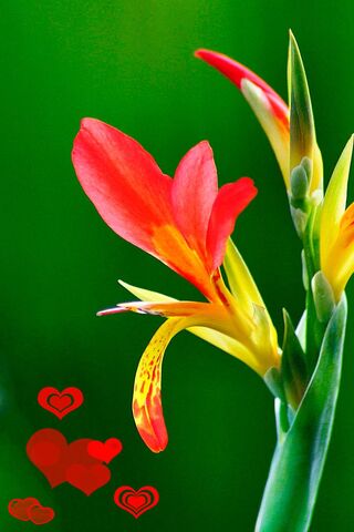 Passion in Bloom 🌺❤️