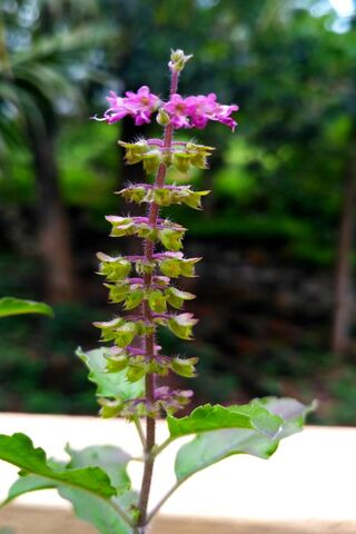 Thulasi Flower