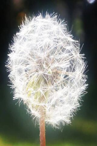 Whispers of the Wind: The Dandelion's Dance 🌼💨