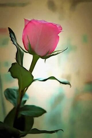 Whispers of a Rose 🌹