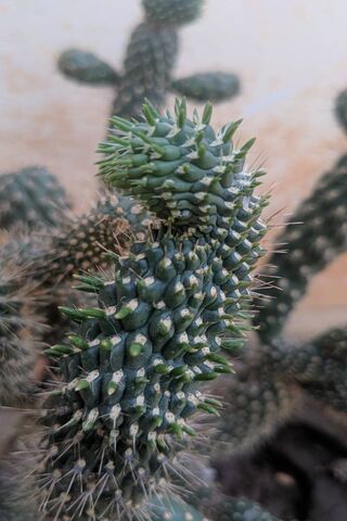 Desert Palnt