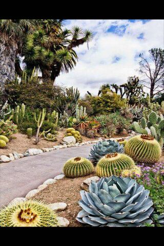 Amor in the Desert: A Love for Nature 🌵❤️