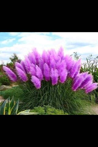 Whispers of Amor: The Enchanted Pampas