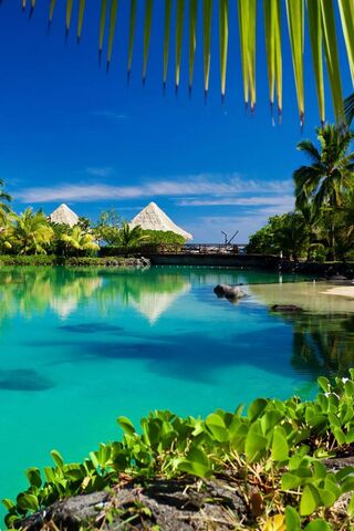 Tropical Landscape