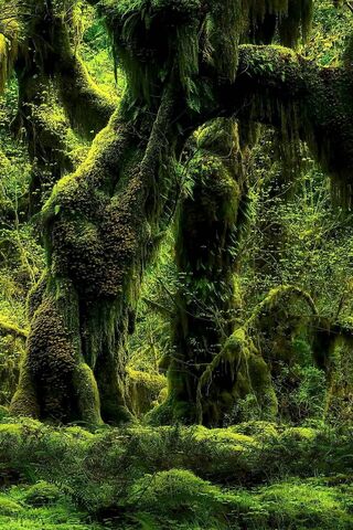 Enchanted Greenery: A Tropical Wonderland 🌿✨