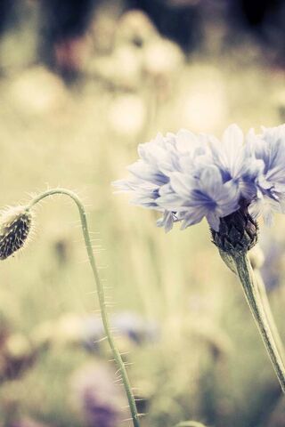 Whispers of the Fiolet Flower 🌸✨