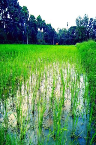 Lush Green Serenity: The Heart of Paddy Fields 🌾💚
