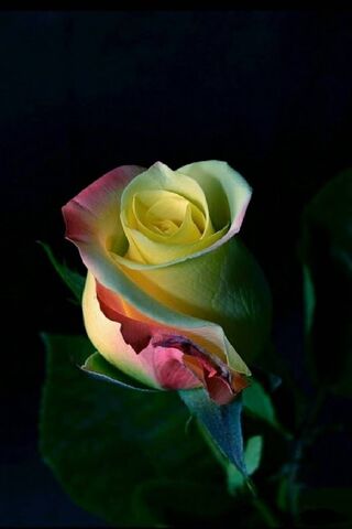 Whispers of a Golden Ro..
