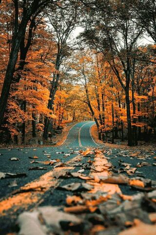 Road Fall