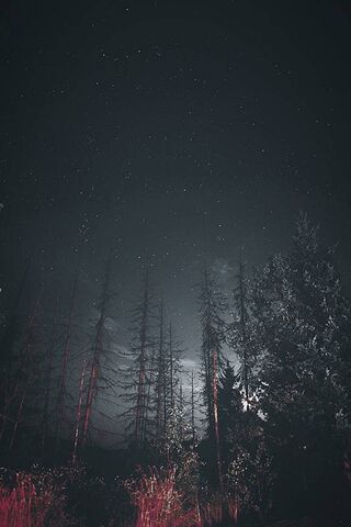 Whispers of the Night Forest 🌌🌲