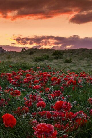 Poppy Paradise: A Sunset Symphony 🌅🌺