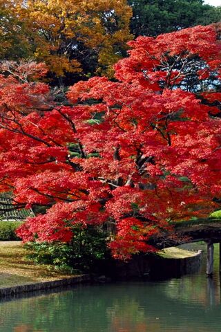 Autumn's Embrace 🍂🌊